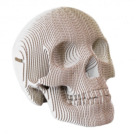 CARDBOARD - VINCE Cardboard Human Skull